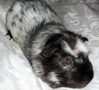 /album/guinea-pig-rescue/a041-jpg/