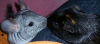 /album/guinea-pig-rescue/a131-jpg/