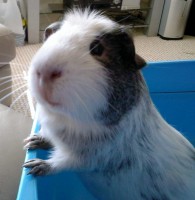 /album/guinea-pig-rescue/mallow-jpg/